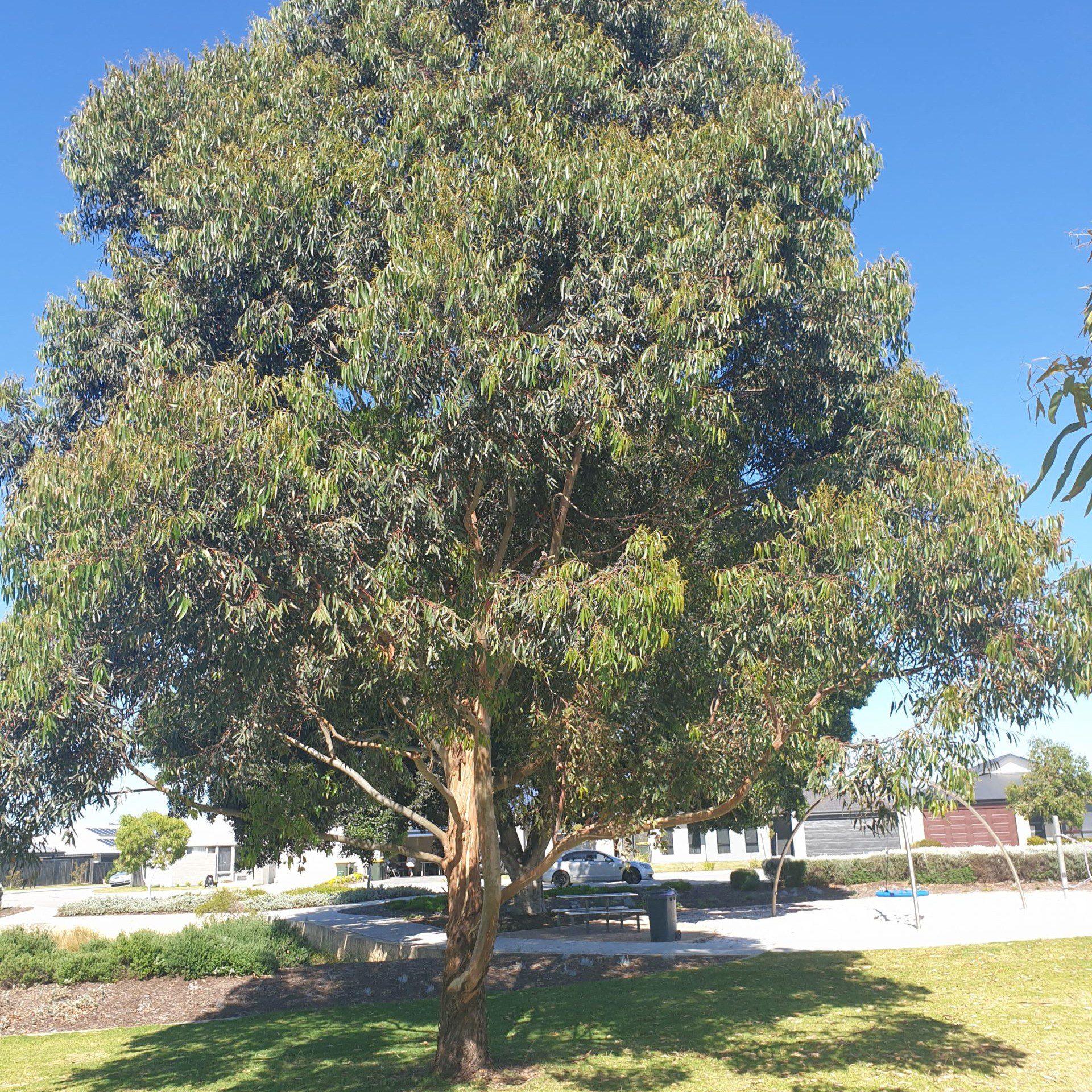 Eucalyptus (Eucalyptus camaldulensis) tree plantation