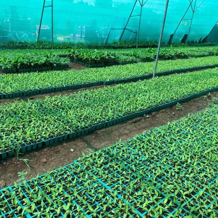 In-House Nursery Infrastructure