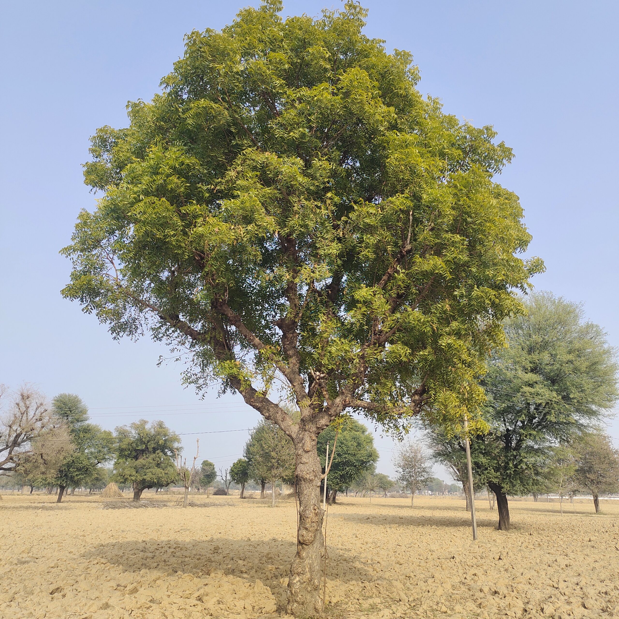 Mahogany (Swietenia mahagoni) tree plantation