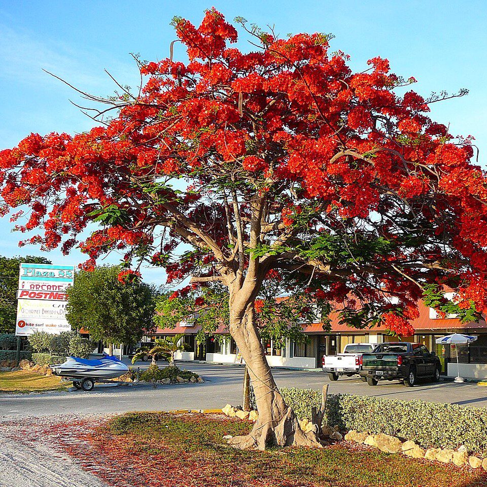 Krishnachura (Delonix regia) tree plantation