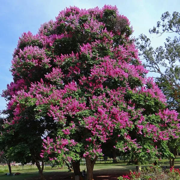 Jarul (Lagerstroemia speciosa) tree plantation