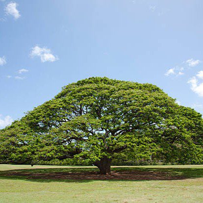 Rain Tree (Samanea saman) tree plantation