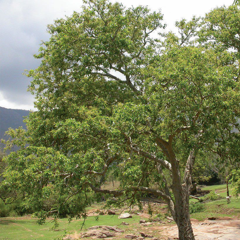 Arjun (Terminalia arjuna) tree plantation