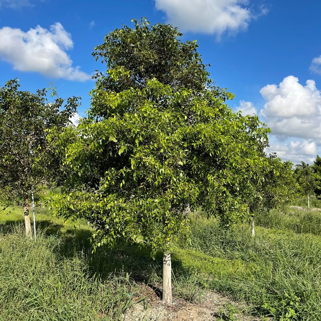 Neem (Azadirachta indica) tree plantation