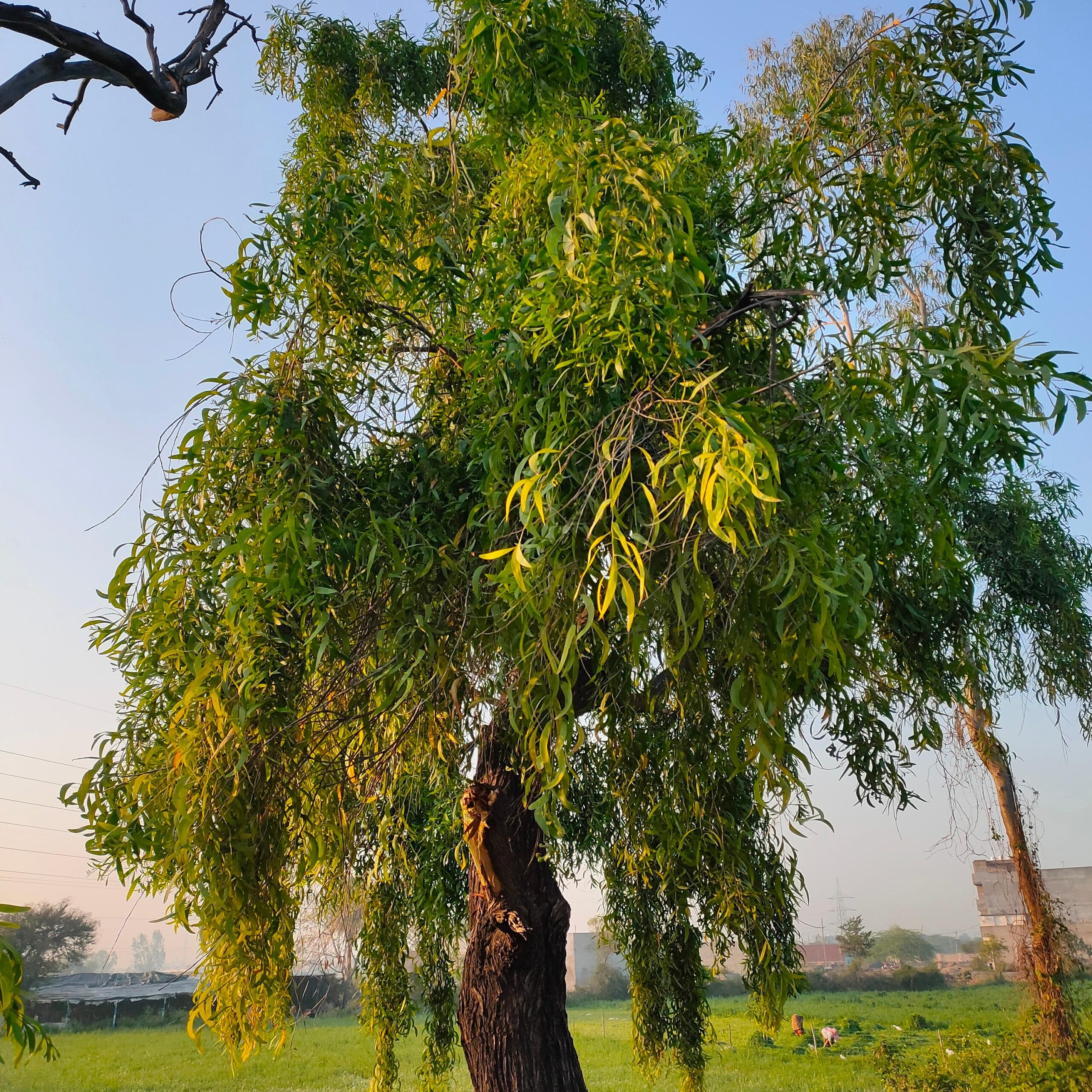 Akashmoni (Acacia auriculiformis) tree plantation
