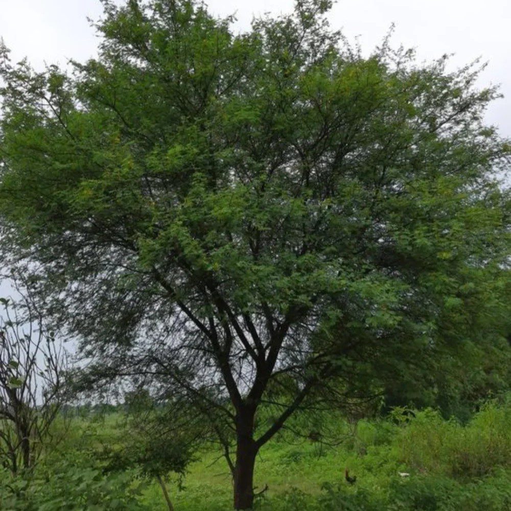 Babla (Acacia nilotica) tree plantation