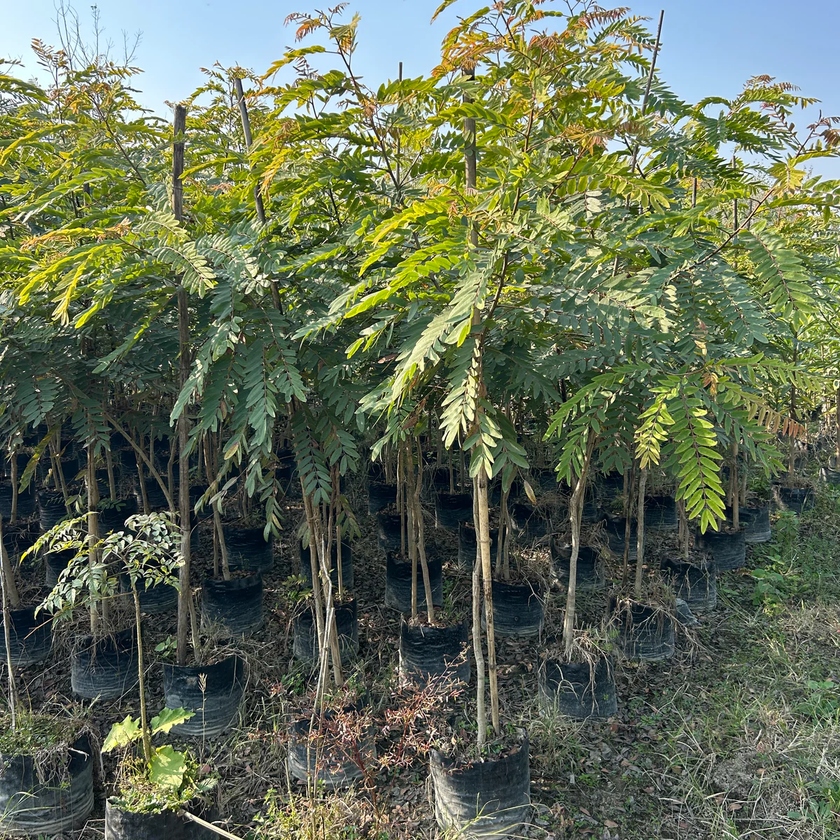 Minjiri (Cassia siamea) tree plantation
