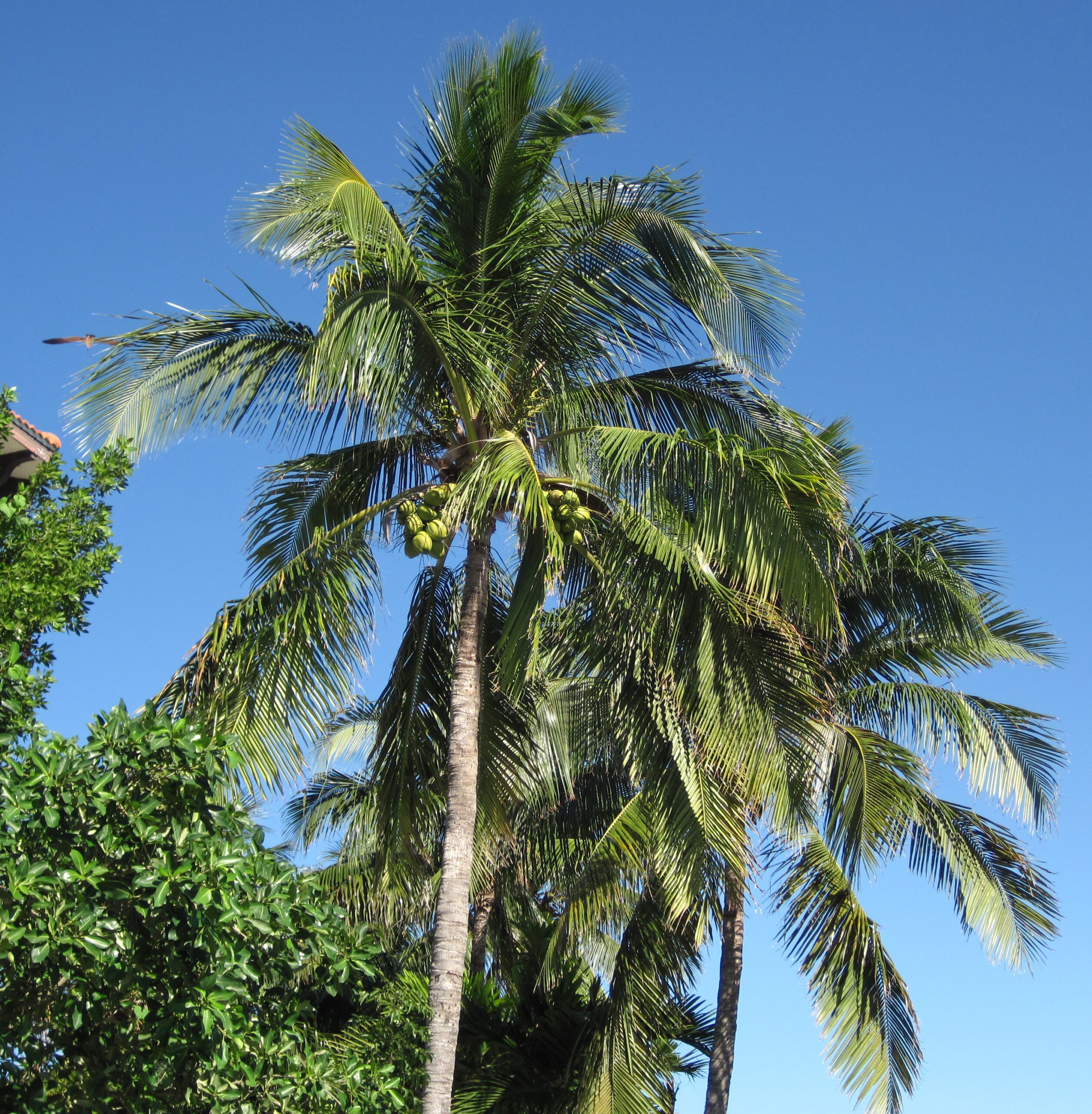Coconut (Cocos nucifera) tree plantation