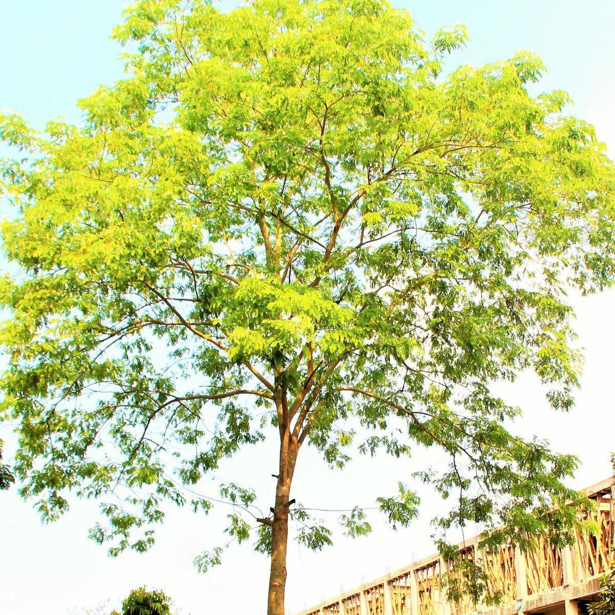 Koroi (Albizia procera) tree plantation
