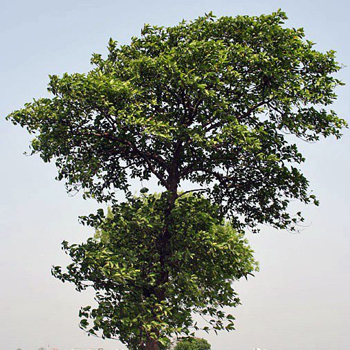 Kadamba (Neolamarckia cadamba) tree plantation