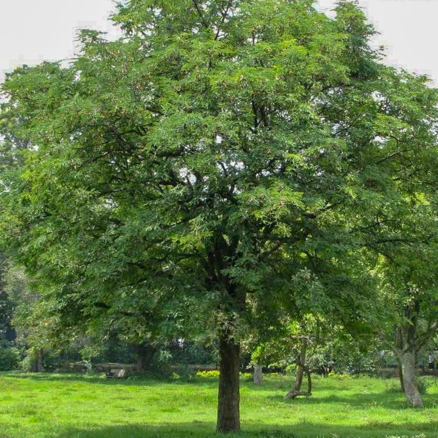 Tamarind (Tamarindus indica) tree plantation