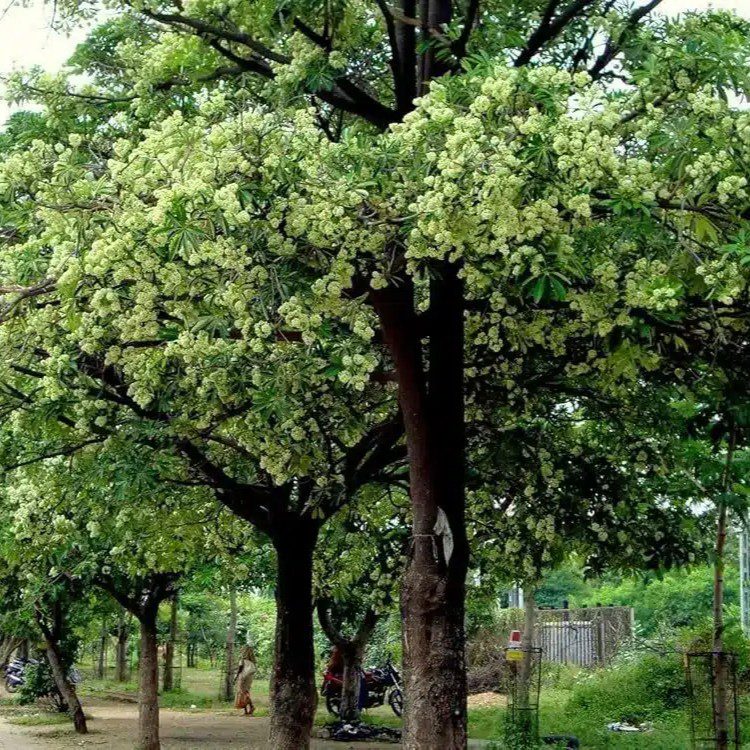 Chhatim (Alstonia scholaris) tree plantation