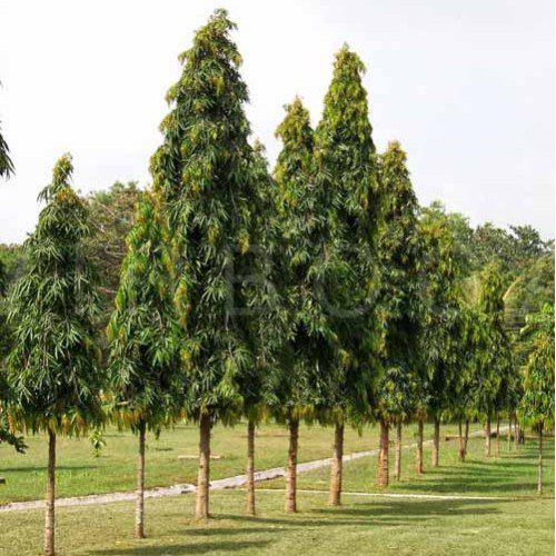 Debdaru (Polyalthia longifolia) tree plantation